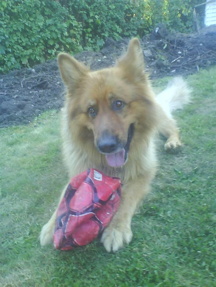 Schæferhund Lucky - du der over, det er MIN boldt, så du skal ikke tage den :o) hehe billede 2