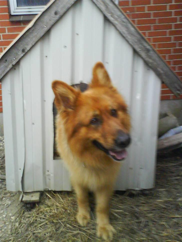 Schæferhund Lucky - det er så mit hunde hus, er det ikke bare findt? De har selv bygget det speticelt til mig :o) billede 3
