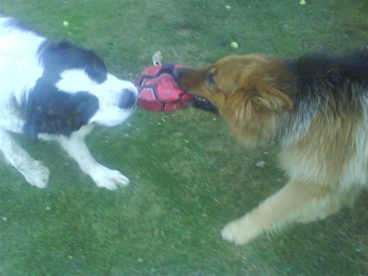 Schæferhund Lucky - så Buller skal vi lege lidt?!.. billede 4