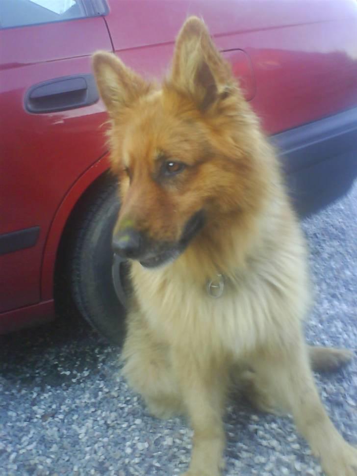 Schæferhund Lucky - hvad er der der over?.. billede 5