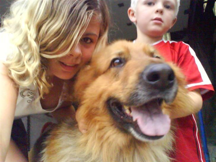 Schæferhund Lucky - SMIL  til fotogarfen :o) kom nu Tim, du skal da også smile lidt.. billede 6