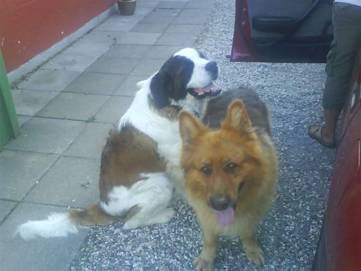 Schæferhund Lucky - vi er bare bedste venner.. billede 7