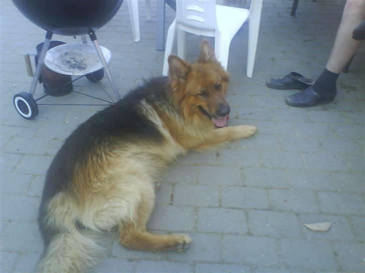 Schæferhund Lucky - en lille slapper kan ikke skade.. billede 8
