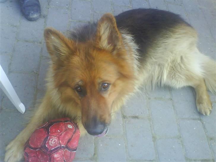 Schæferhund Lucky - det er altså stadig min "boldt" eller havd det nu snart er.. hehe billede 9