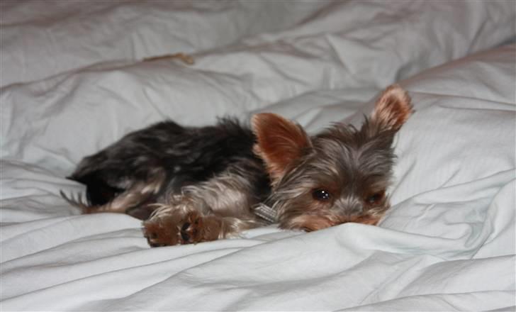 Yorkshire terrier Lille My - My æææælsker dyner! billede 20