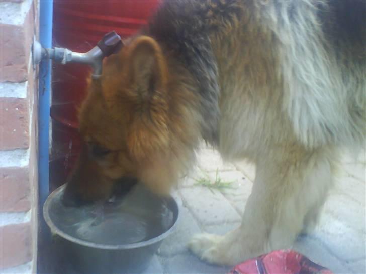 Schæferhund Lucky - jeg skal lige have lidt vand, men jeg har stadig min boldt med mig.. billede 10