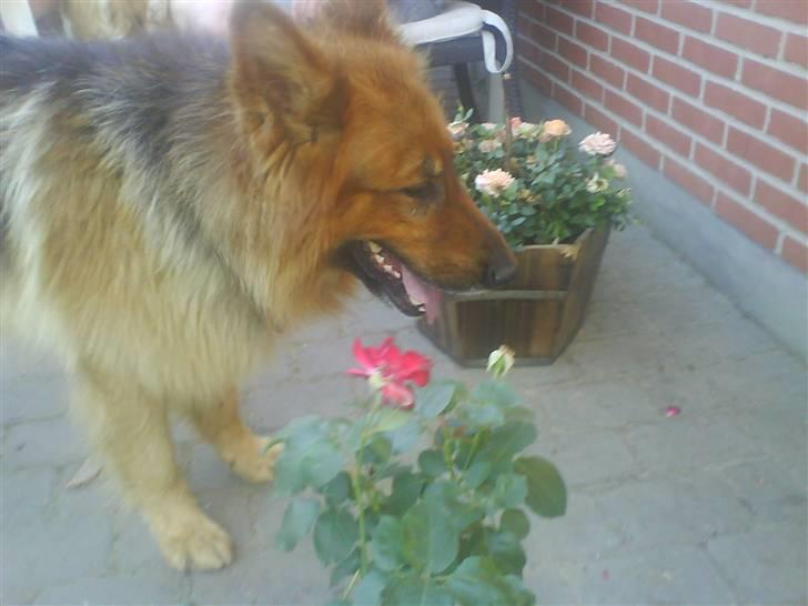 Schæferhund Lucky - nej hvor dufter de her blomster altså bare godt.. billede 11