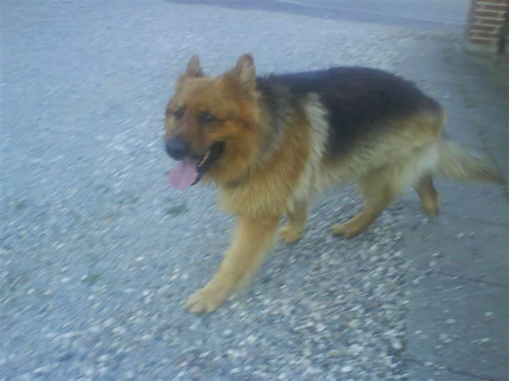 Schæferhund Lucky - jeg kommer nu.. billede 12