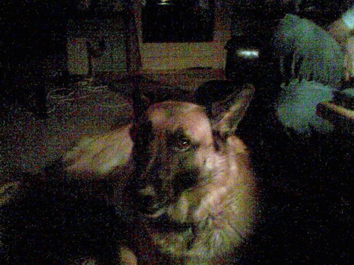 Malinois buller billede 5