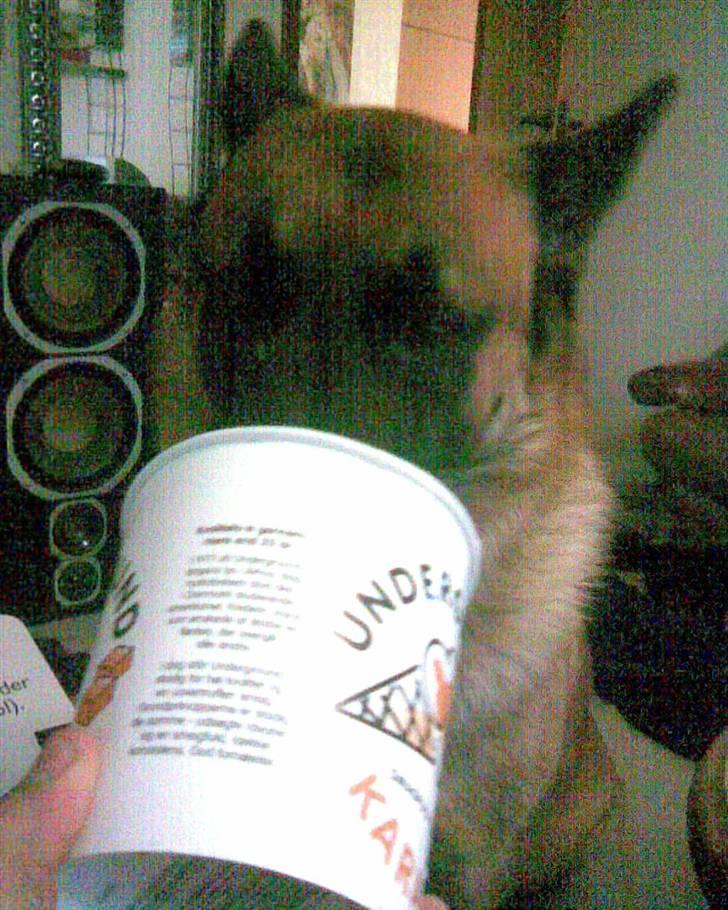 Malinois buller billede 6