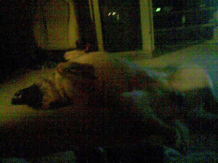 Malinois buller billede 7