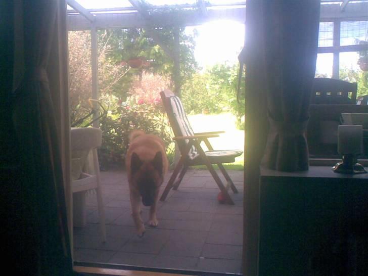 Malinois buller billede 8