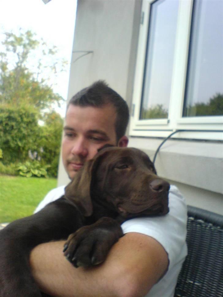 Labrador retriever Tyson billede 7