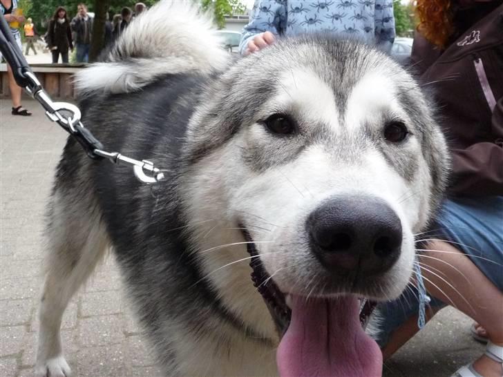 Alaskan malamute Cani - Hej der! billede 15