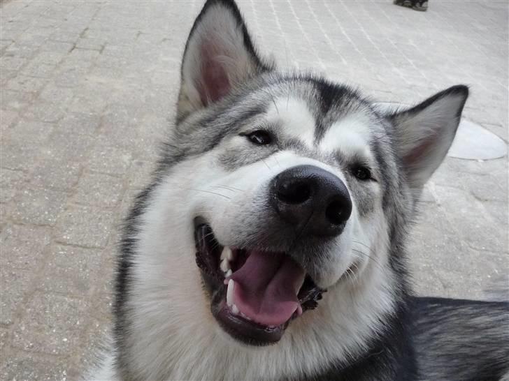 Alaskan malamute Cani - Smil til fotografen billede 16