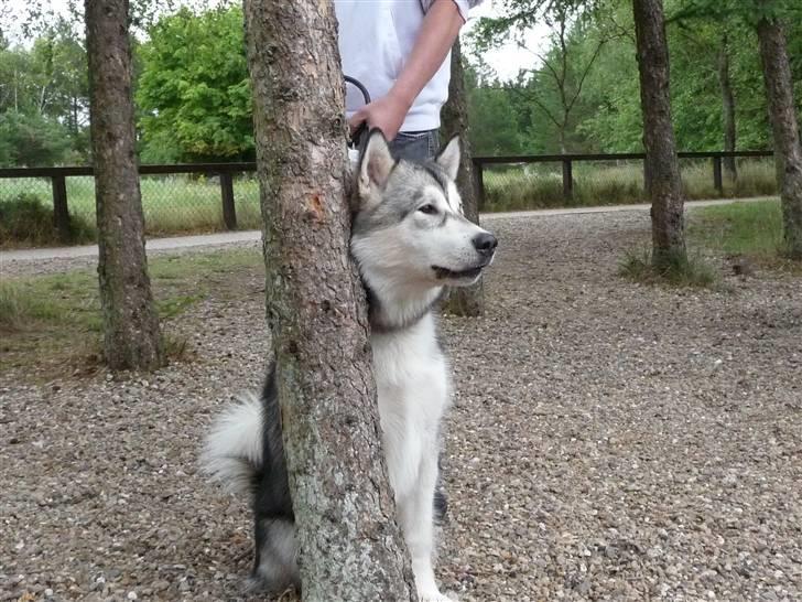 Alaskan malamute Cani - Der er noget farligt derude far! billede 17