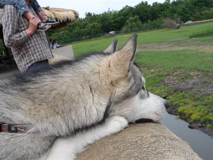 Alaskan malamute Cani - Se lige der! billede 18