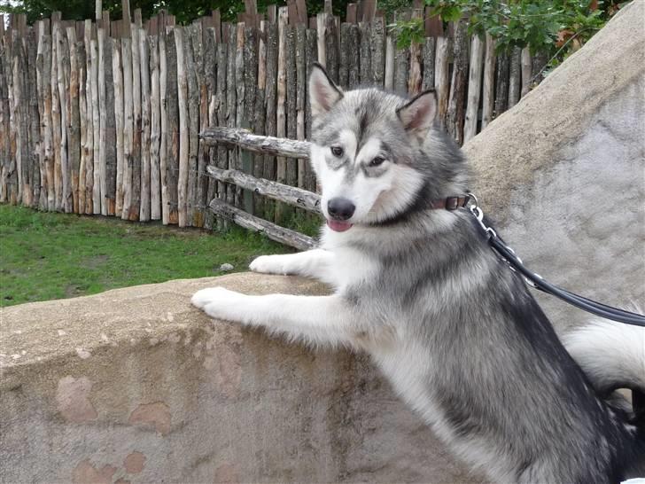 Alaskan malamute Cani - Kom her og kig! billede 19