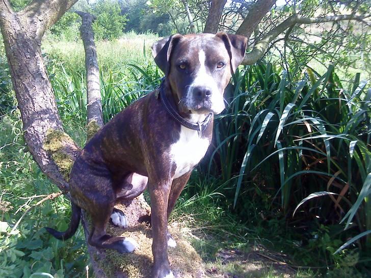 Blanding af racer Thor billede 1