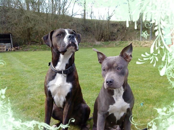 Blanding af racer Thor billede 2