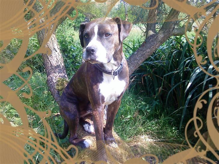 Blanding af racer Thor billede 3