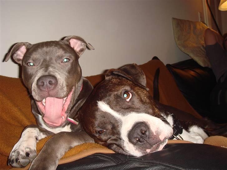 Blanding af racer Thor billede 4