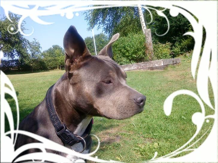 Blanding af racer Chika billede 1