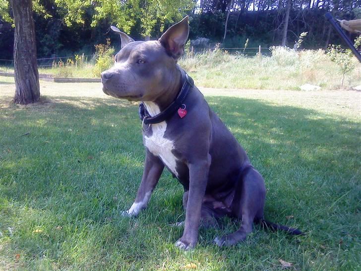 Blanding af racer Chika billede 2