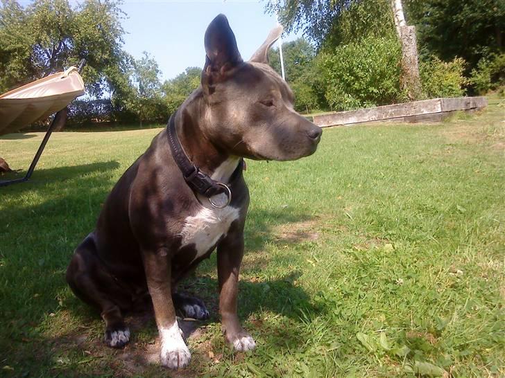 Blanding af racer Chika billede 3