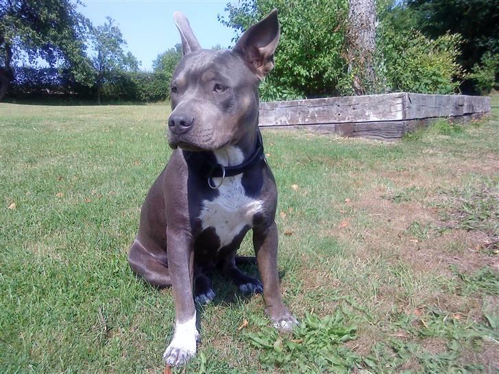 Blanding af racer Chika billede 4