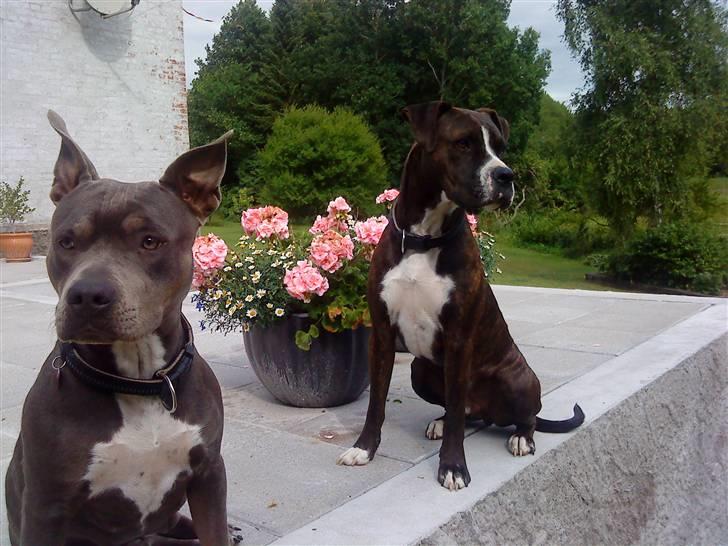 Blanding af racer Chika billede 5