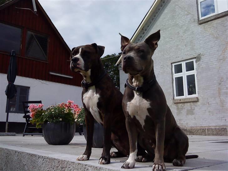 Blanding af racer Chika - Er vi ikke dejlige ?? :) billede 6