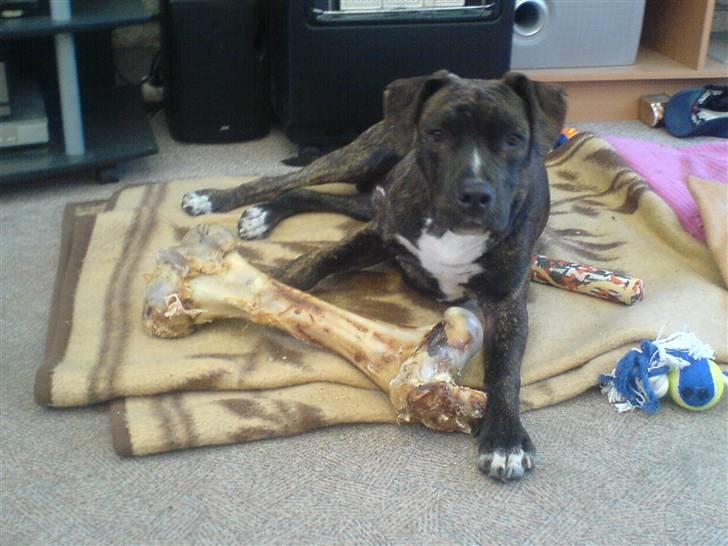 Amerikansk staffordshire terrier Teison - Teison`s første kødben (:  , da han lige havde lært at lætte ben (:  ,Det var en hemmelig aftale med hans far.  billede 11