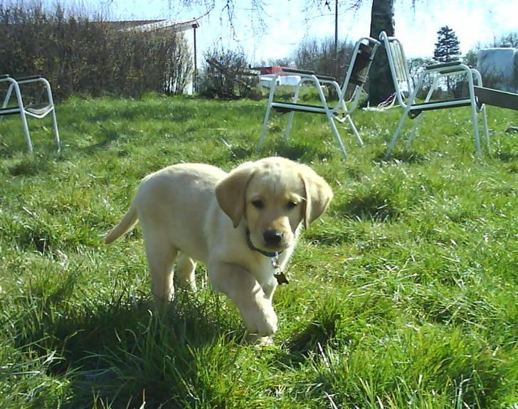 Labrador retriever Basse - Her kommer jeg <3 billede 2