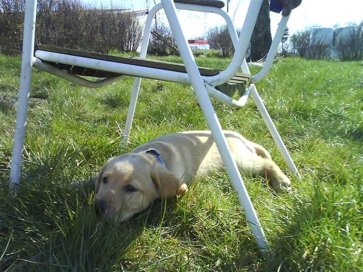 Labrador retriever Basse - Mon der er lidt skygge her inde? :p billede 3