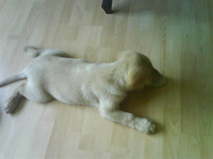 Labrador retriever Basse - Flad uuuud x) billede 5