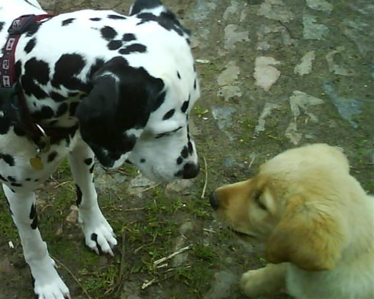 Labrador retriever Basse - Hmm.. Hvem er du? billede 7