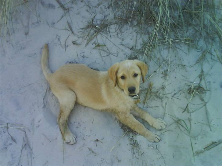 Labrador retriever Basse - Basse på stranden :) billede 9