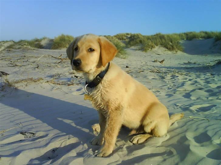 Labrador retriever Basse - Model hunden som lige har været ude og bade for første gang x) billede 10