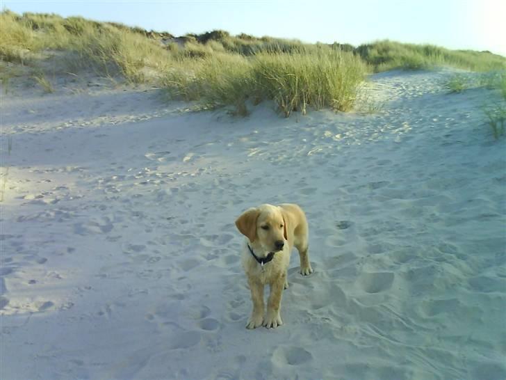 Labrador retriever Basse - Sikke en god udsigt der er her fra :D billede 15