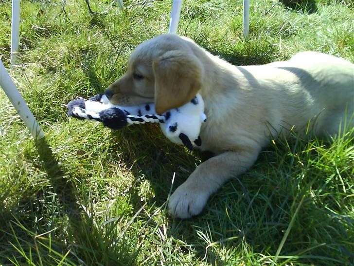 Labrador retriever Basse - Basses elskede lege´ko :p billede 17