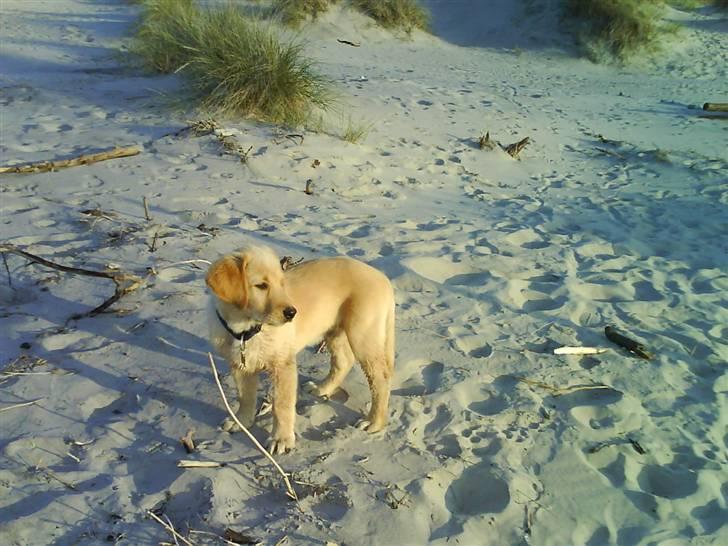 Labrador retriever Basse - Basse<3 billede 19