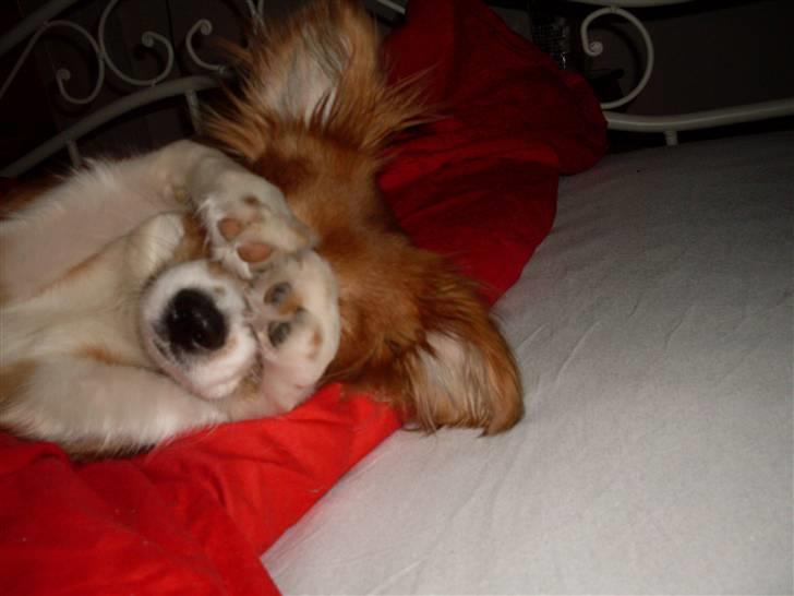 Blanding af racer Malou billede 1