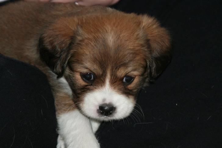 Blanding af racer Malou billede 2