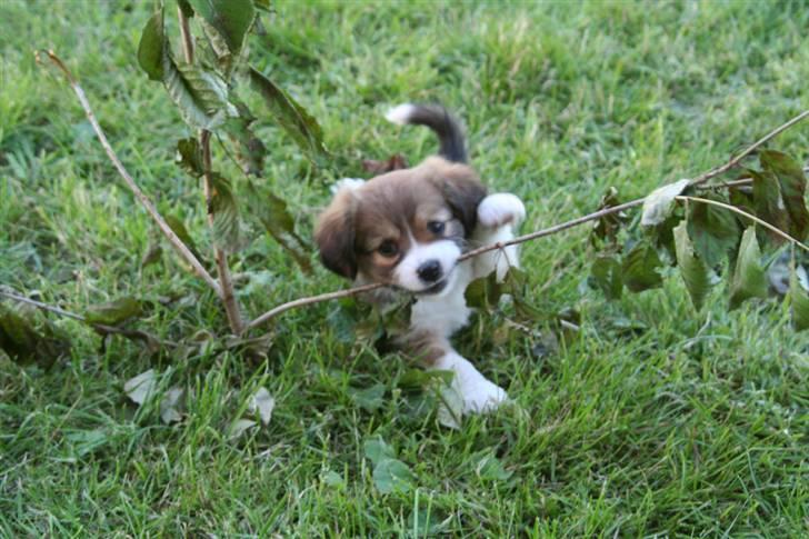 Blanding af racer Malou billede 3