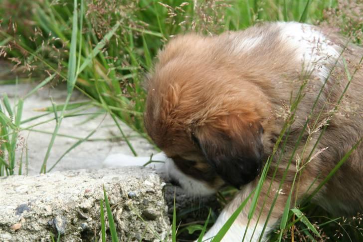 Blanding af racer Malou billede 4