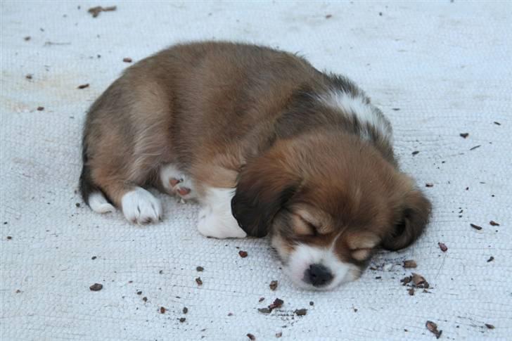 Blanding af racer Malou billede 5