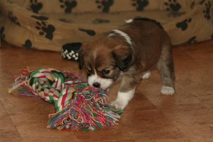 Blanding af racer Malou billede 6