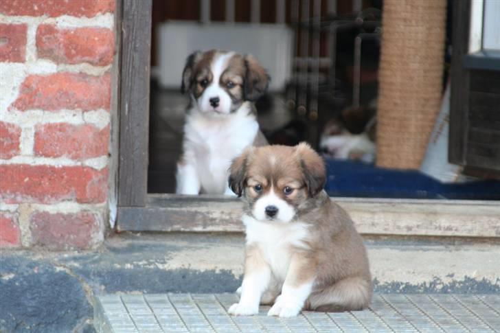 Blanding af racer Malou billede 7