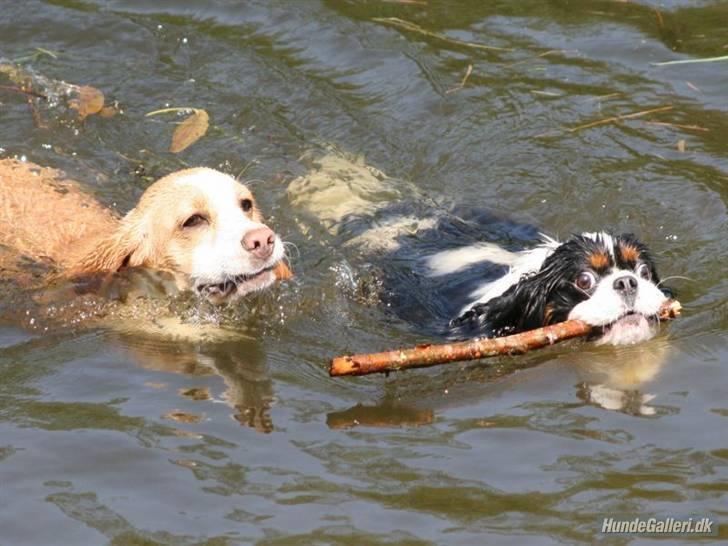 Cavalier king charles spaniel Bergkamp - Himmelhund - Jeg er en rigtig vandhund!! billede 20